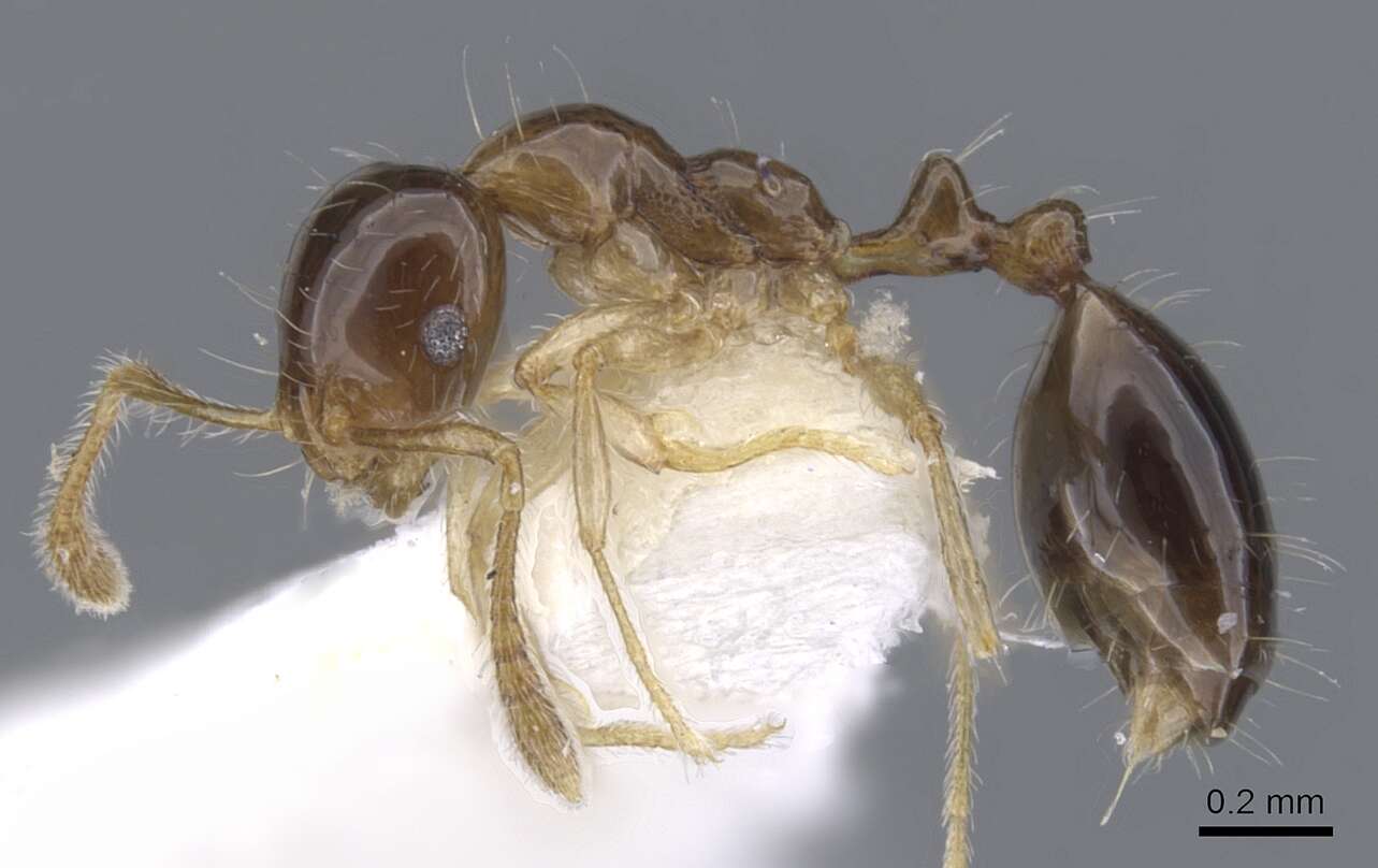 Image of Monomorium noxitum Bolton 1987