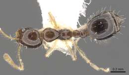 Image of Monomorium draxocum Bolton 1987