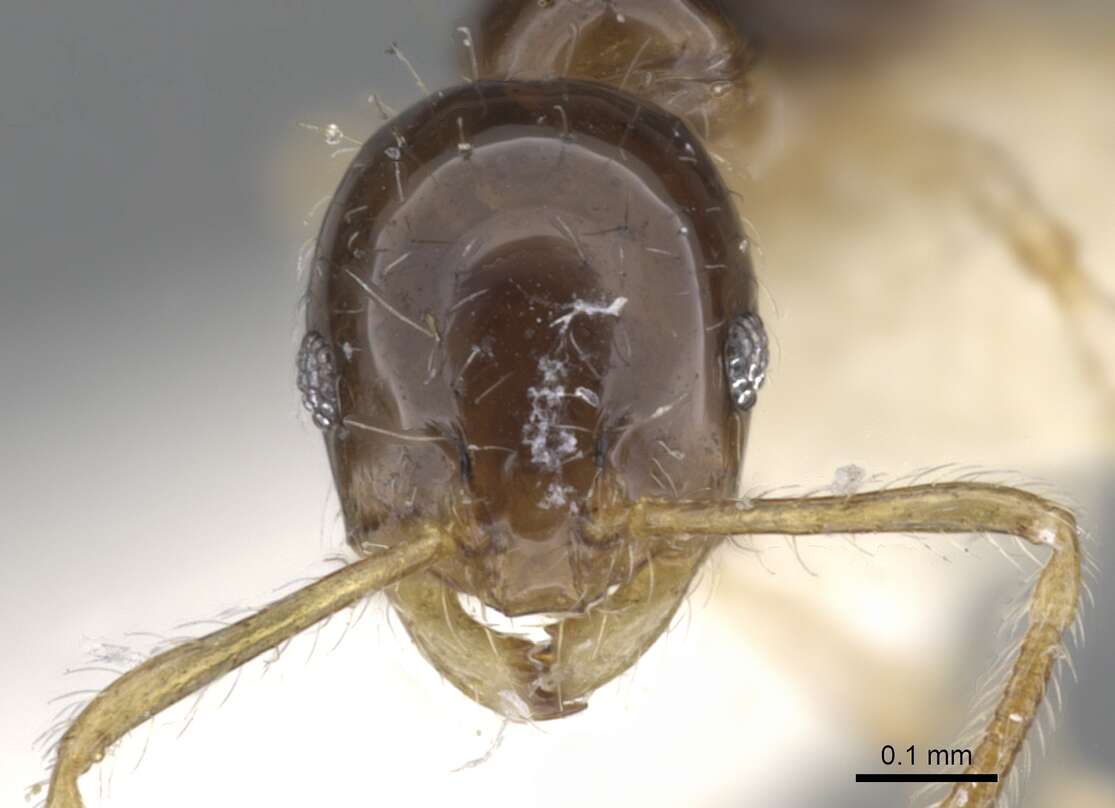 Image of Monomorium draxocum Bolton 1987