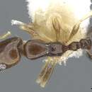 Image of Monomorium manir Bolton 1987