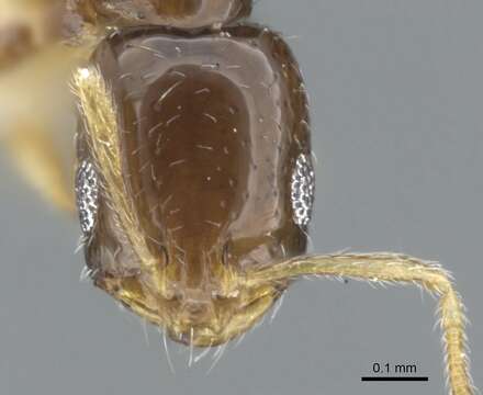 Image of Monomorium manir Bolton 1987