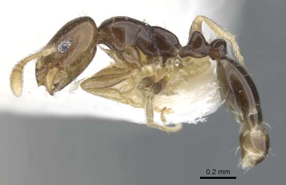 Image of Monomorium manir Bolton 1987