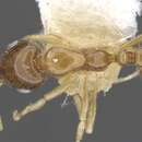 Image of Monomorium katir Bolton 1987