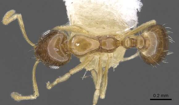 Image of Monomorium katir Bolton 1987