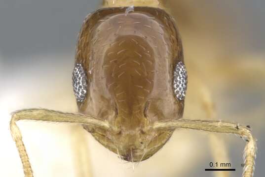 Image of Monomorium katir Bolton 1987