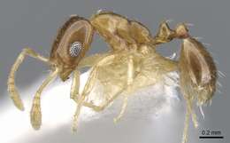 Image of Monomorium katir Bolton 1987