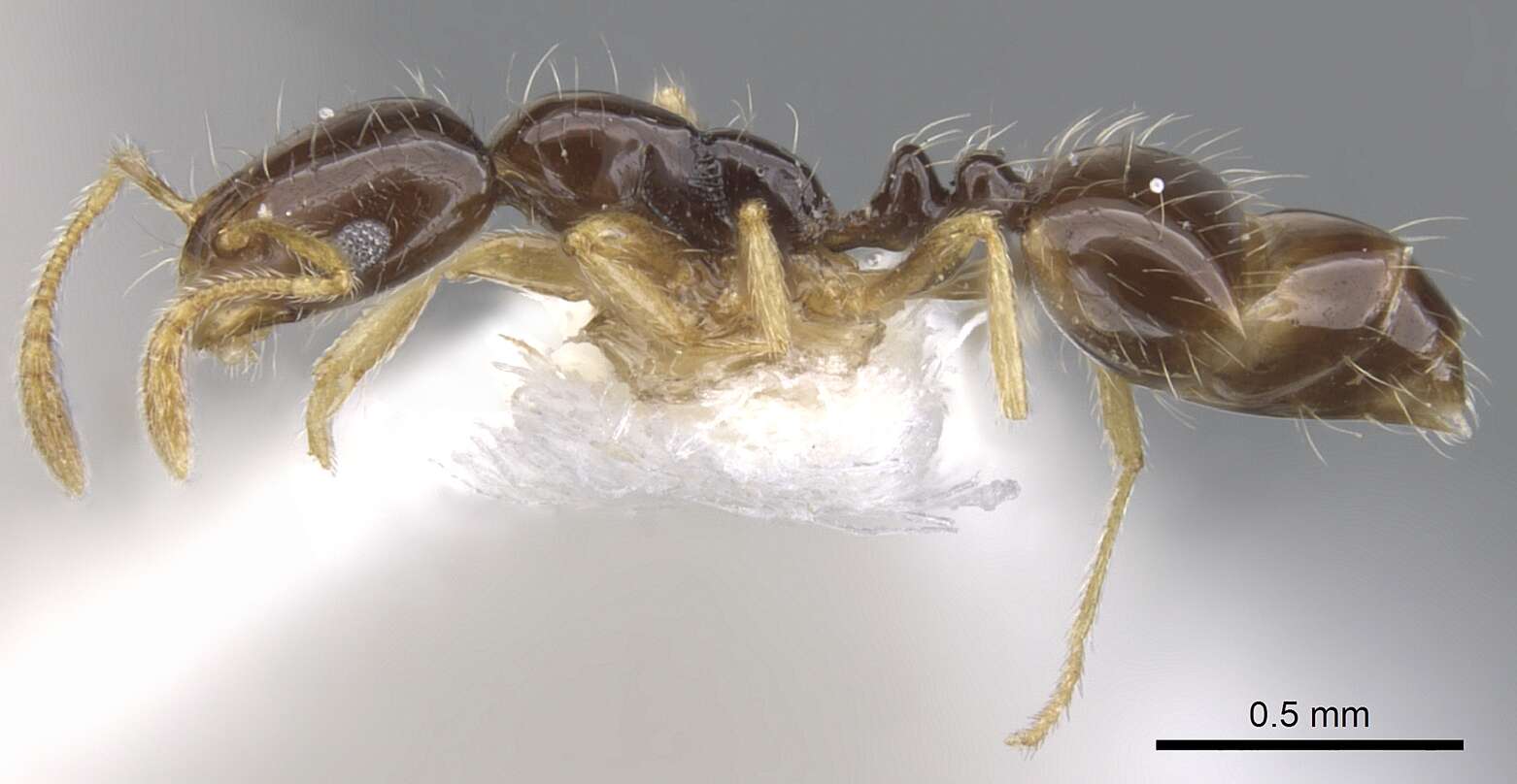 Image of Monomorium balathir Bolton 1987