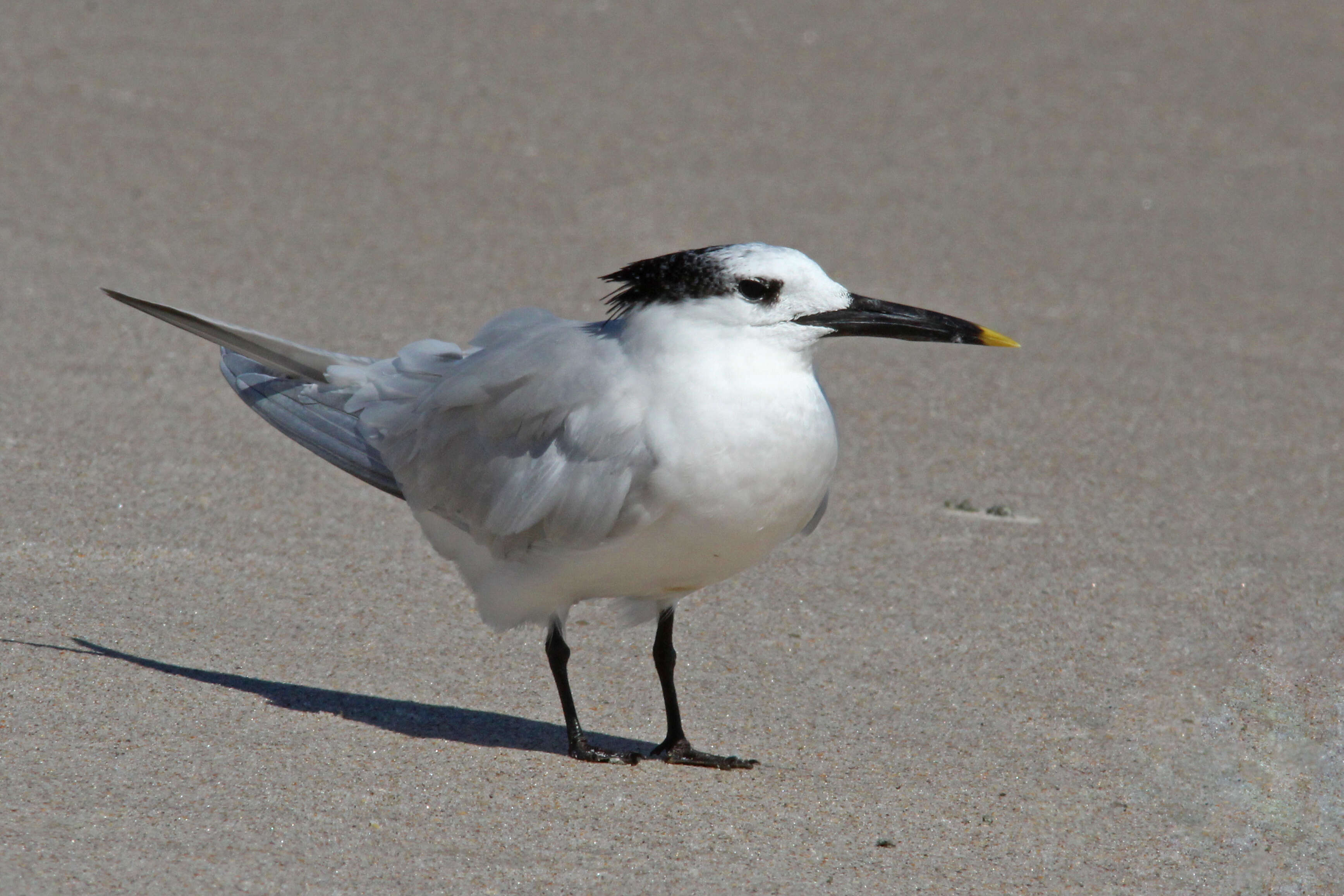 Image of Sandwich Tern