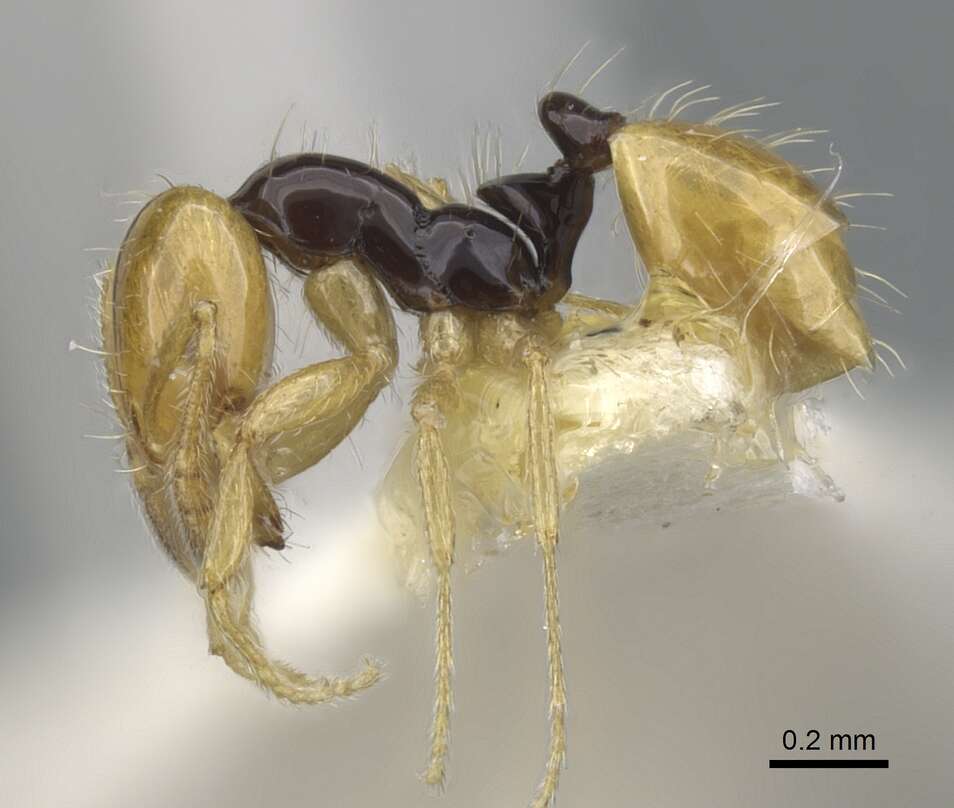 Image of Monomorium mirandum Arnold 1955