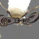 Image of Monomorium vonatu Bolton 1987