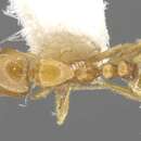 Imagem de Monomorium tynsorum Bolton 1987