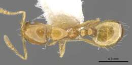 Monomorium tynsorum Bolton 1987的圖片