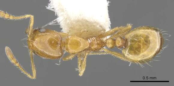 Слика од Monomorium tynsorum Bolton 1987