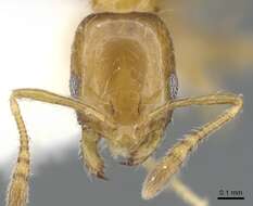 Monomorium tynsorum Bolton 1987的圖片