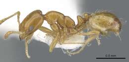 Monomorium tynsorum Bolton 1987的圖片