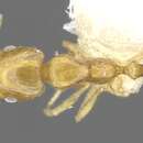 Image of Monomorium fugelanum Bolton 1987