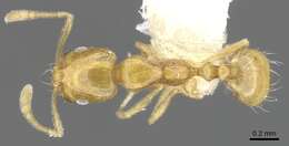 Image of Monomorium fugelanum Bolton 1987