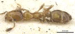 Monomorium springvalense Forel 1913的圖片