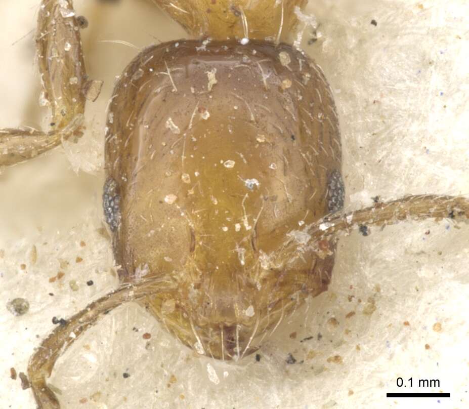 Monomorium springvalense Forel 1913的圖片