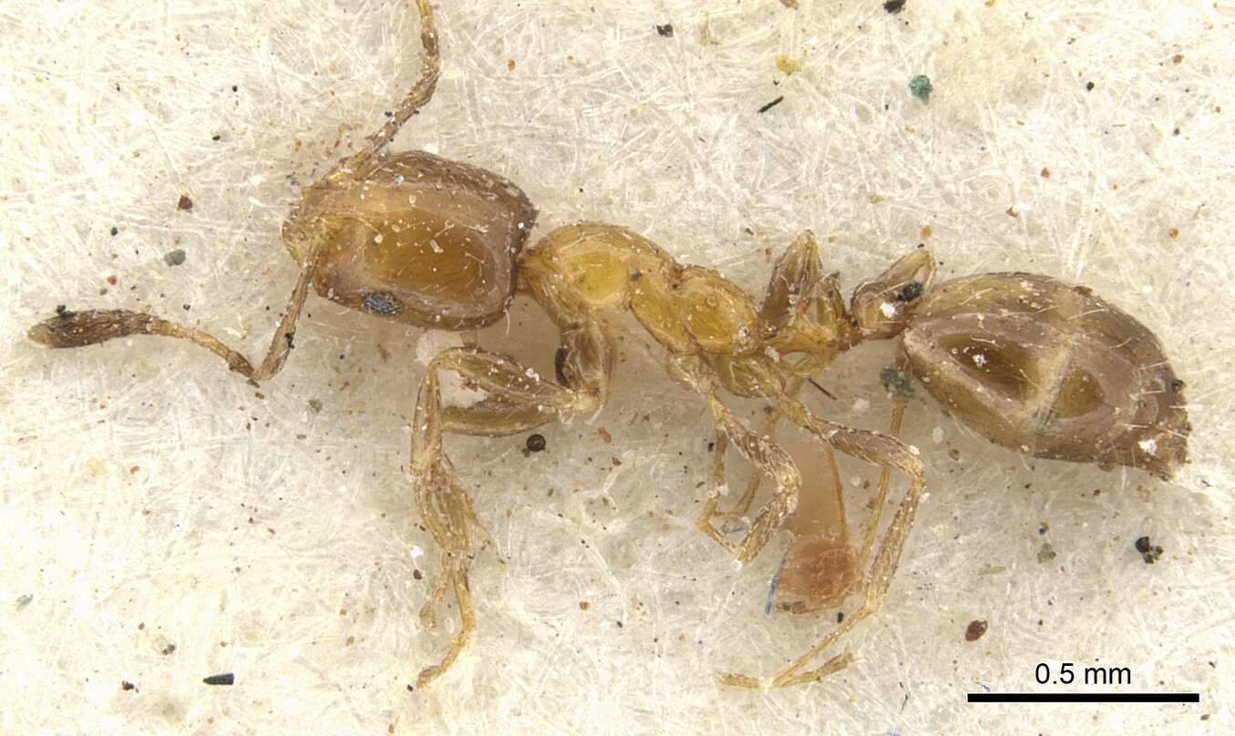 Monomorium springvalense Forel 1913的圖片