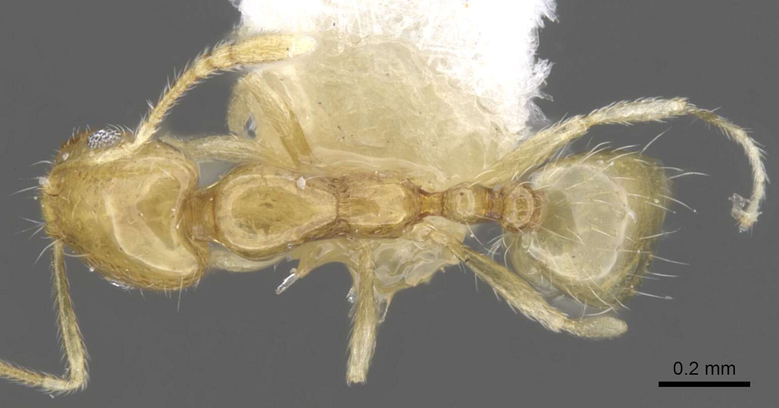 Слика од Monomorium rastractum Bolton 1987