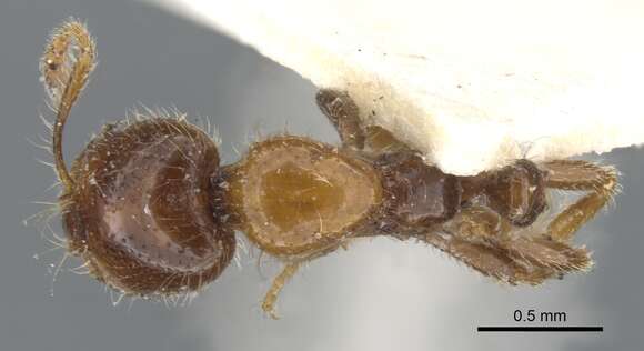 Plancia ëd Monomorium iyenasu Bolton 1987