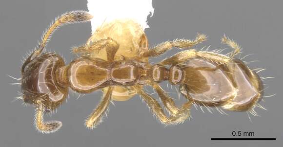 Imagem de Monomorium iyenasu Bolton 1987