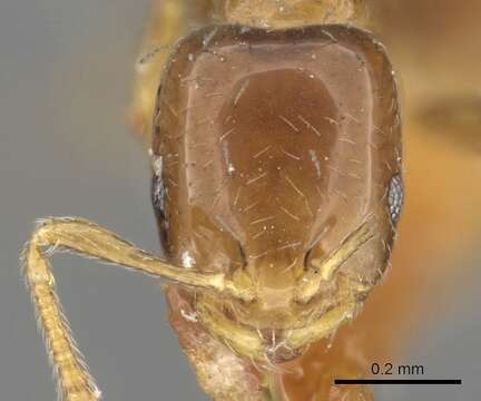 Image of Monomorium kelapre Bolton 1987