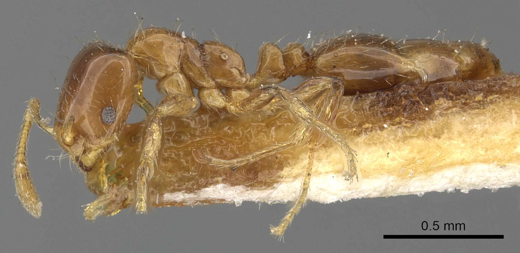 Image of Monomorium kelapre Bolton 1987