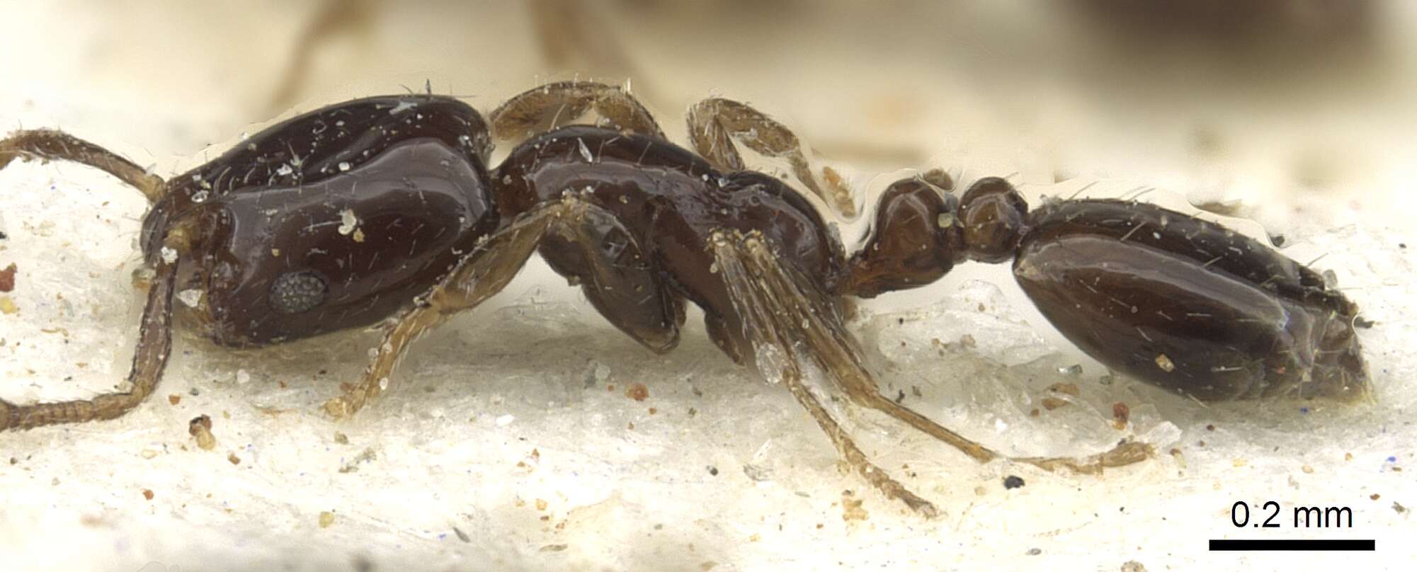 Image of Monomorium torvicte Bolton 1987