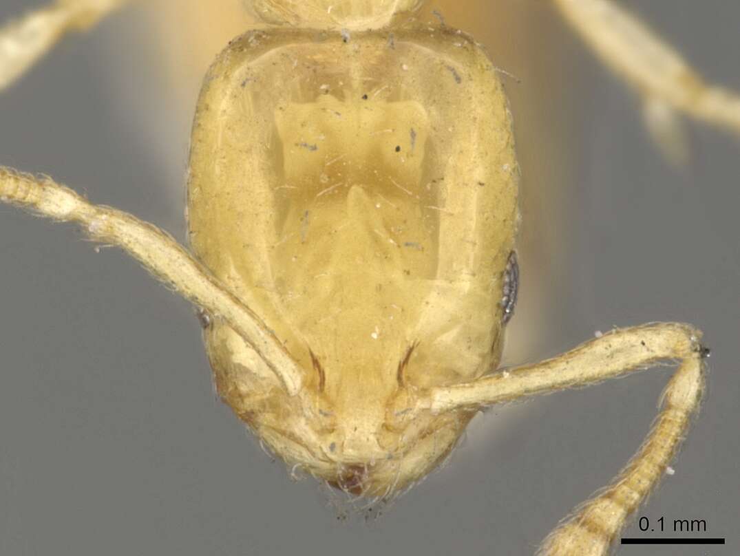 Image of Monomorium braunsi Mayr 1901