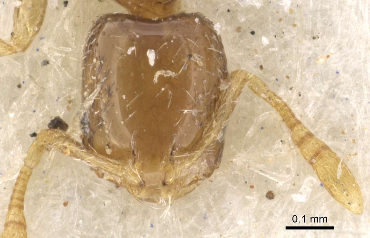 Image of Monomorium exiguum Forel 1894