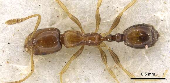 Image of Monomorium pulchrum Santschi 1926