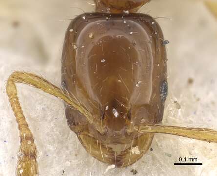 Image of Monomorium pulchrum Santschi 1926