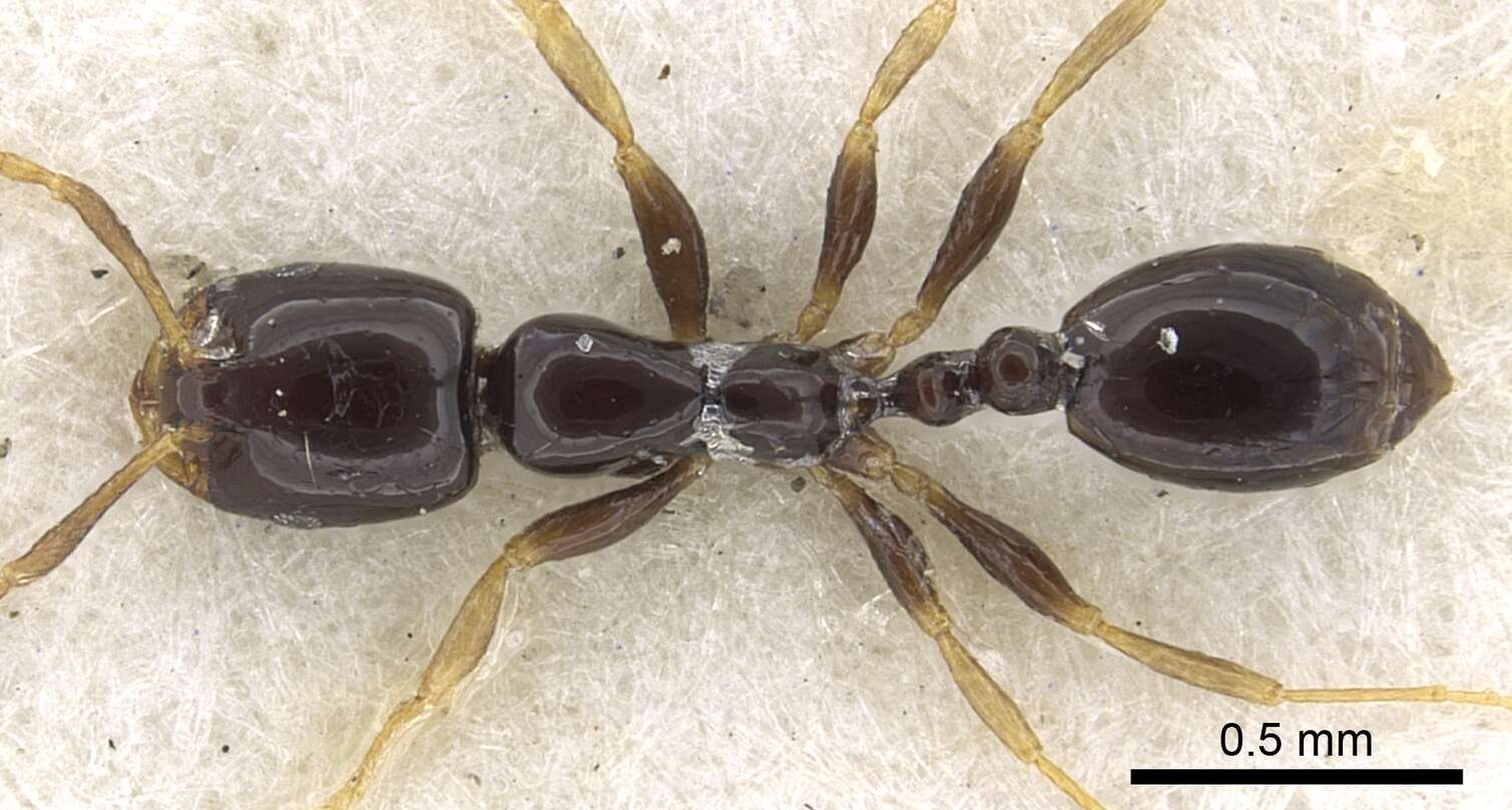 Monomorium rosae Santschi 1920的圖片