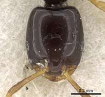 Monomorium rosae Santschi 1920的圖片