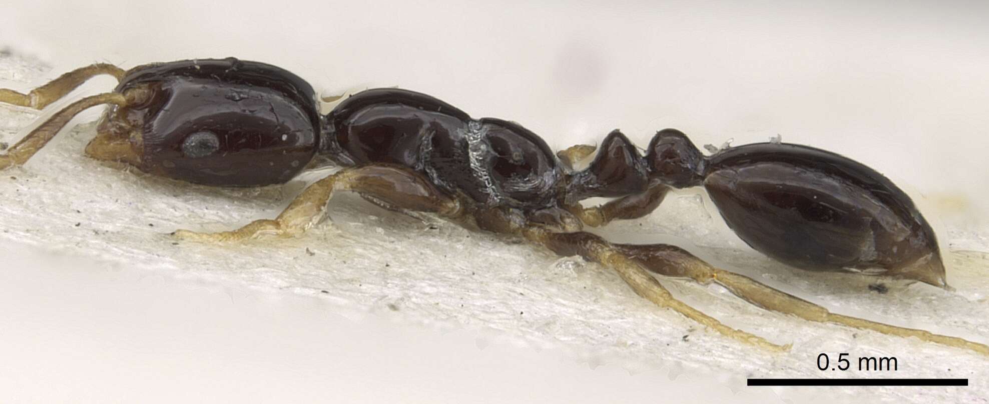 Monomorium rosae Santschi 1920的圖片