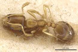 Image of Monomorium andrei Saunders 1890