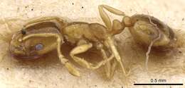 Image of Monomorium andrei Saunders 1890