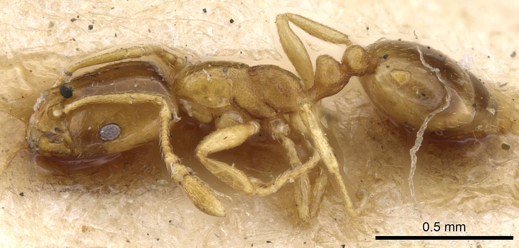 Image of Monomorium andrei Saunders 1890