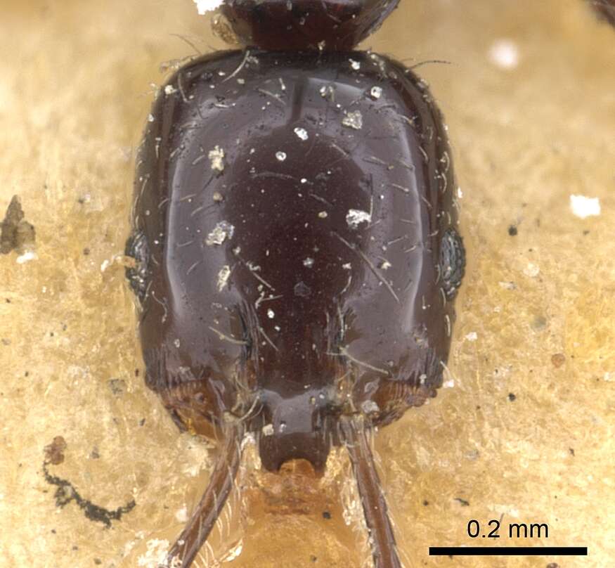 Image of Monomorium carbonarium (Smith 1858)