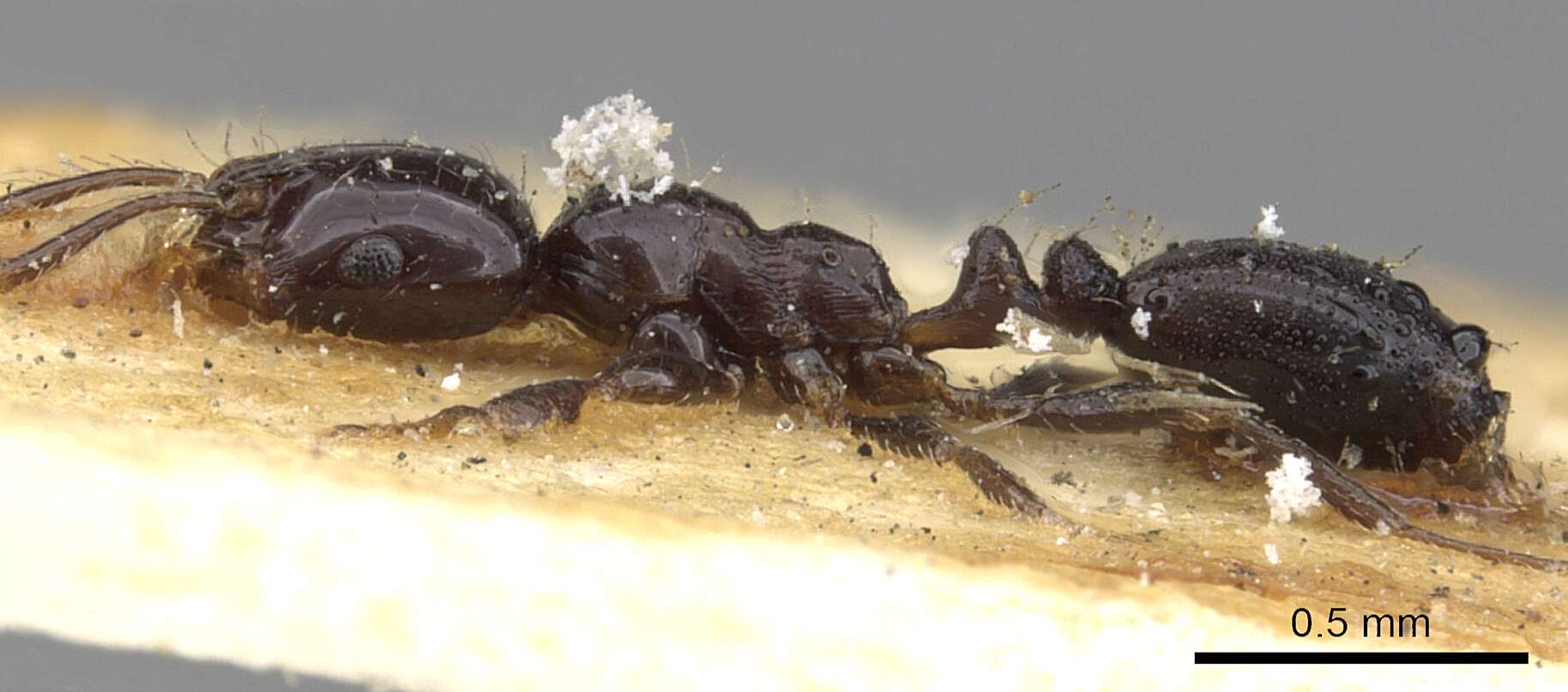 Image of Monomorium carbonarium (Smith 1858)