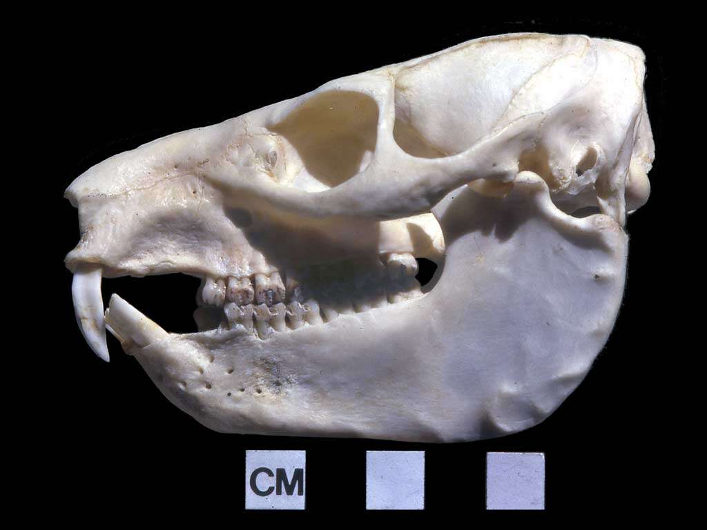 Image of Bush Hyrax