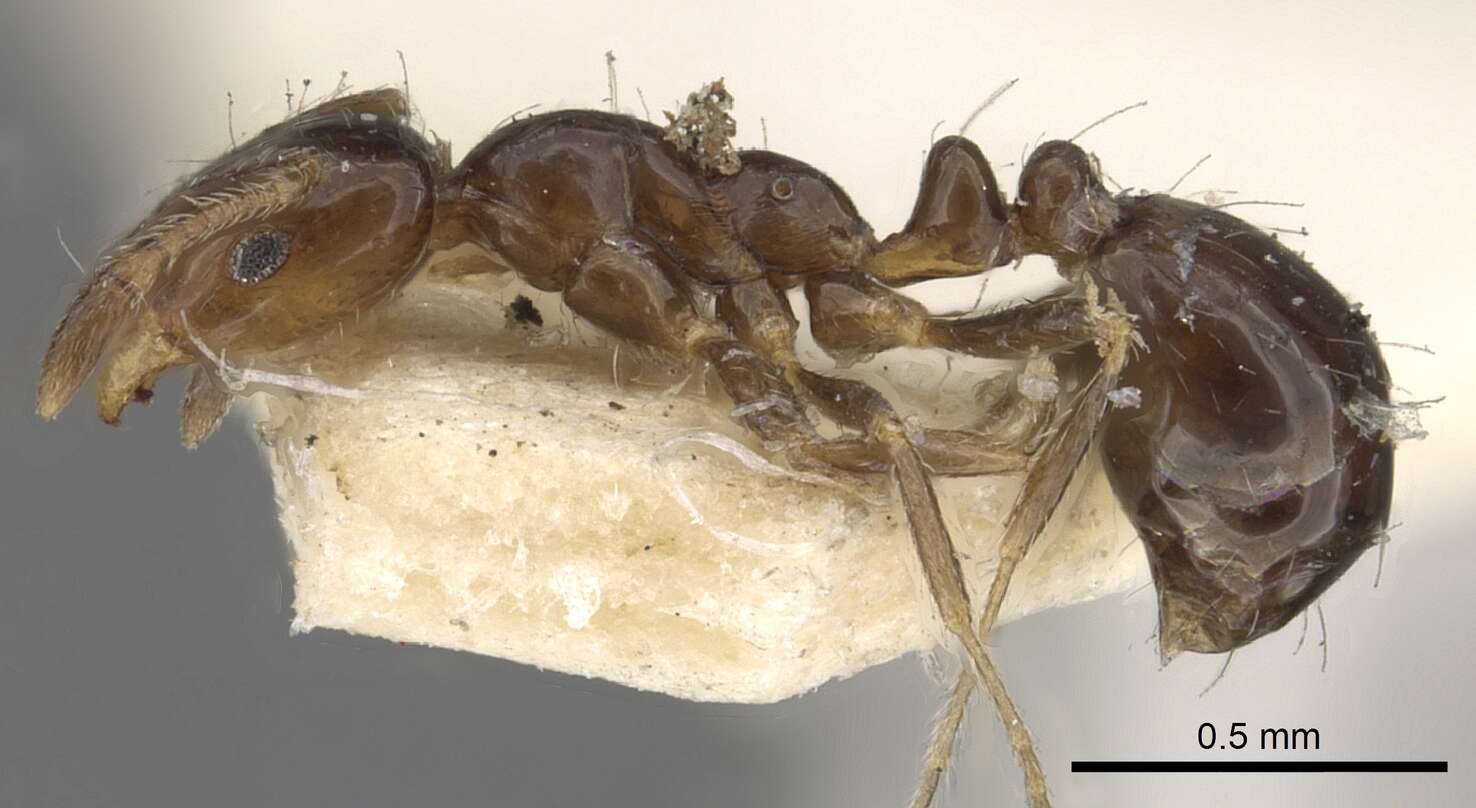 Image of Monomorium fieldi Forel 1910