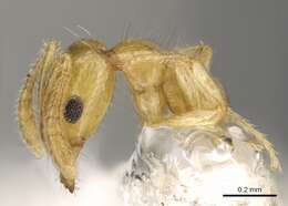 Image of Monomorium anderseni