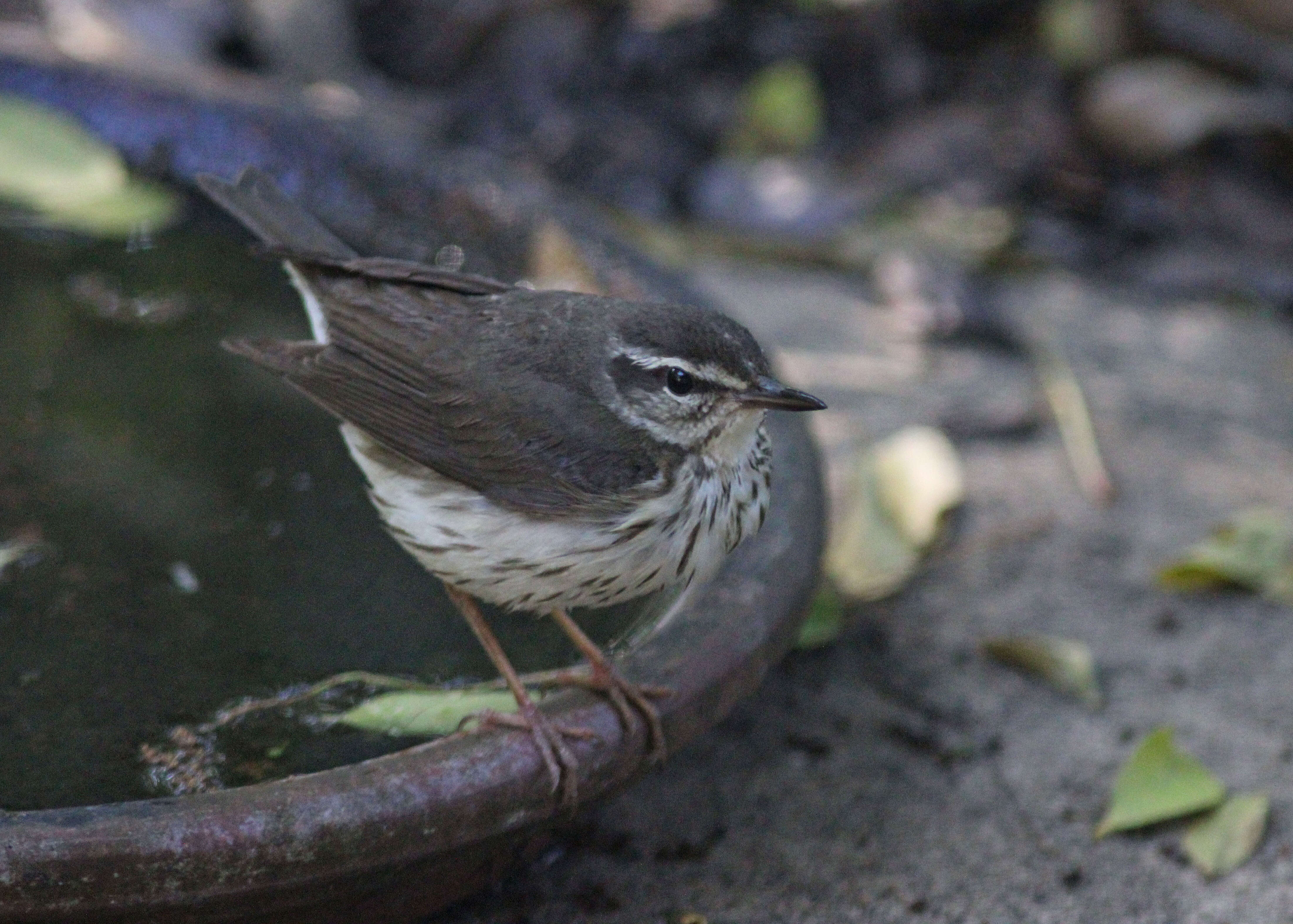 صورة Parkesia motacilla (Vieillot 1809)