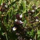 Image of Euphrasia willkommii Freyn