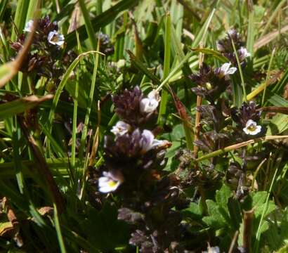 Image of Euphrasia willkommii Freyn