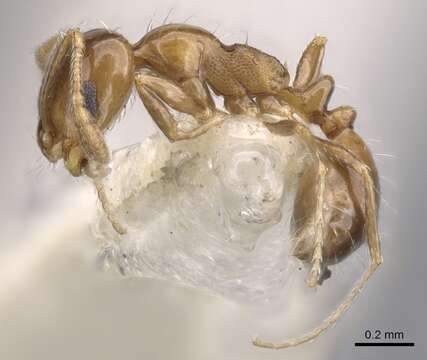 Monomorium megalops的圖片