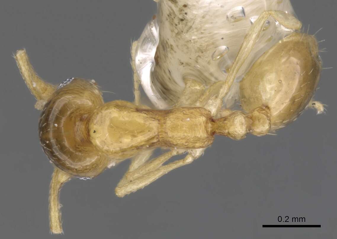 Слика од Monomorium micula